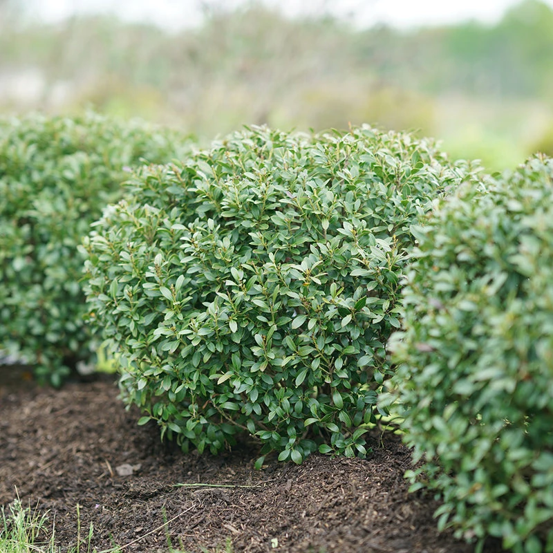 Strongbox® Inkberry Holly Strongbox® Inkberry Holly -Great Garden Plants Shop Ilex glabra Strongbox 2 P