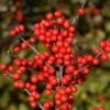 Berry Heavy® Winterberry Holly