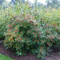 Berry Heavy® Winterberry Holly -Great Garden Plants Shop Ilex verticillata Berry Heavy 4 P 6211a666 1bfb 4d1f 8fdd 124b36bb1841 sw