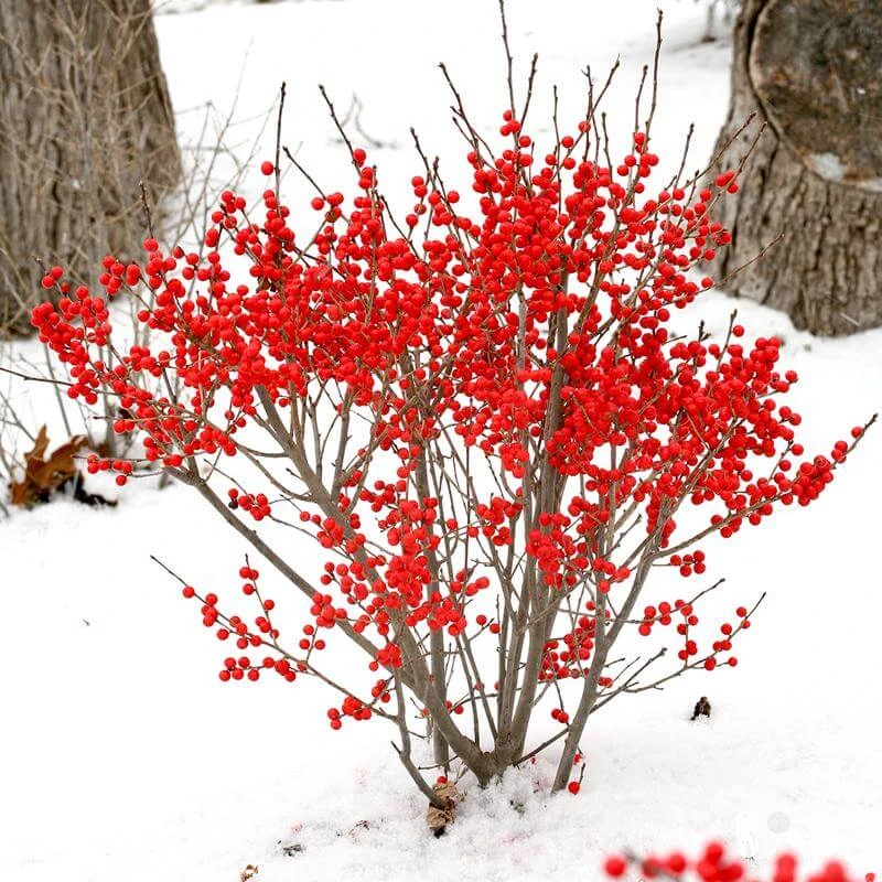 Berry Poppins® Winterberry Holly Berry Poppins® Winterberry Holly -Great Garden Plants Shop Ilex verticillata Berry Poppins 1 P 7b50765b 61e8 40b2 8924 7a5d49efafca sw