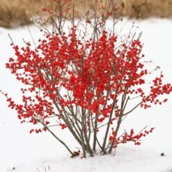 Berry Poppins® Winterberry Holly 6 Berry Poppins® Winterberry Holly -Great Garden Plants Shop Ilex verticillata Berry Poppins 2 P 9f12aa00 873a 458b ac28 b0c67e7fe889 sw