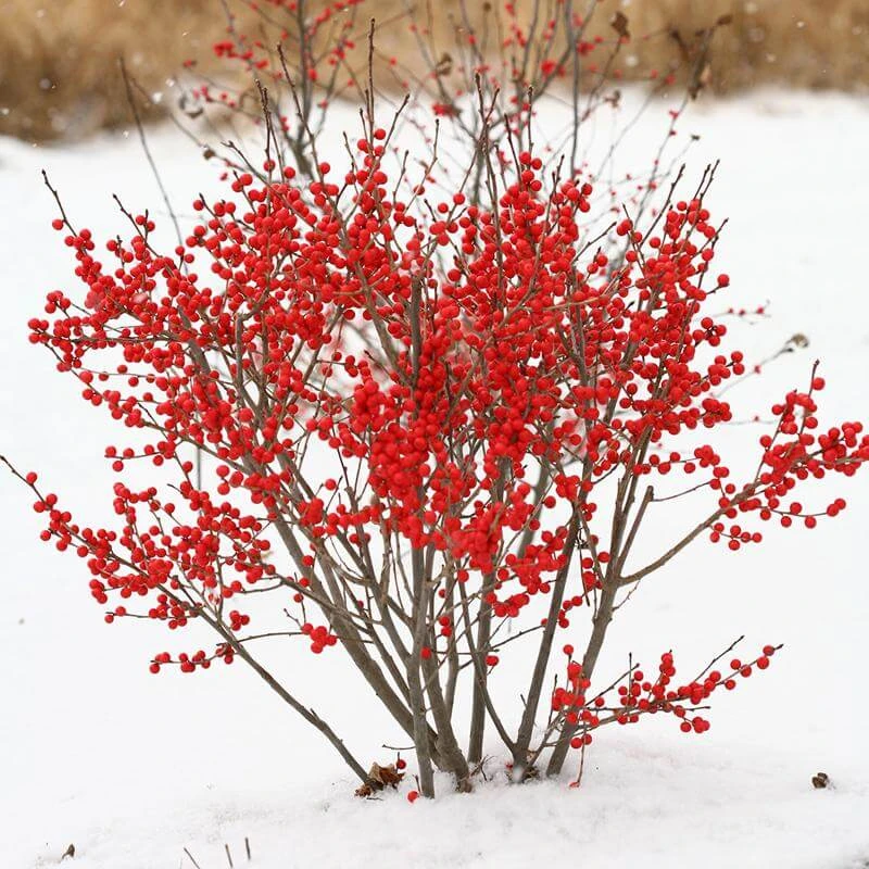 Berry Poppins® Winterberry Holly Berry Poppins® Winterberry Holly -Great Garden Plants Shop Ilex verticillata Berry Poppins 2 P 9f12aa00 873a 458b ac28 b0c67e7fe889 sw