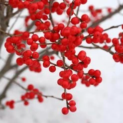 Berry Poppins® Winterberry Holly 2 Berry Poppins® Winterberry Holly -Great Garden Plants Shop Ilex verticillata Berry Poppins 3 P a9cfa142 889b 4fc7 acde d5ef636bc260 sw