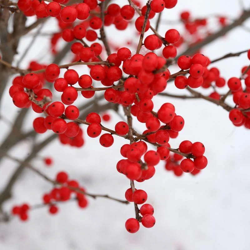 Berry Poppins® Winterberry Holly Berry Poppins® Winterberry Holly -Great Garden Plants Shop Ilex verticillata Berry Poppins 3 P a9cfa142 889b 4fc7 acde d5ef636bc260 sw