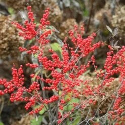 Berry Poppins® Winterberry Holly 7 Berry Poppins® Winterberry Holly -Great Garden Plants Shop Ilex verticillata Berry Poppins 5 P c6895b73 ad80 454e 8333 2fa23963c563 sw