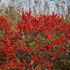 Berry Poppins® Winterberry Holly 5 Berry Poppins® Winterberry Holly -Great Garden Plants Shop Ilex verticillata Berry Poppins 6 P 4d74fbf5 874a 4d13 a2c0 0081f811afff sw