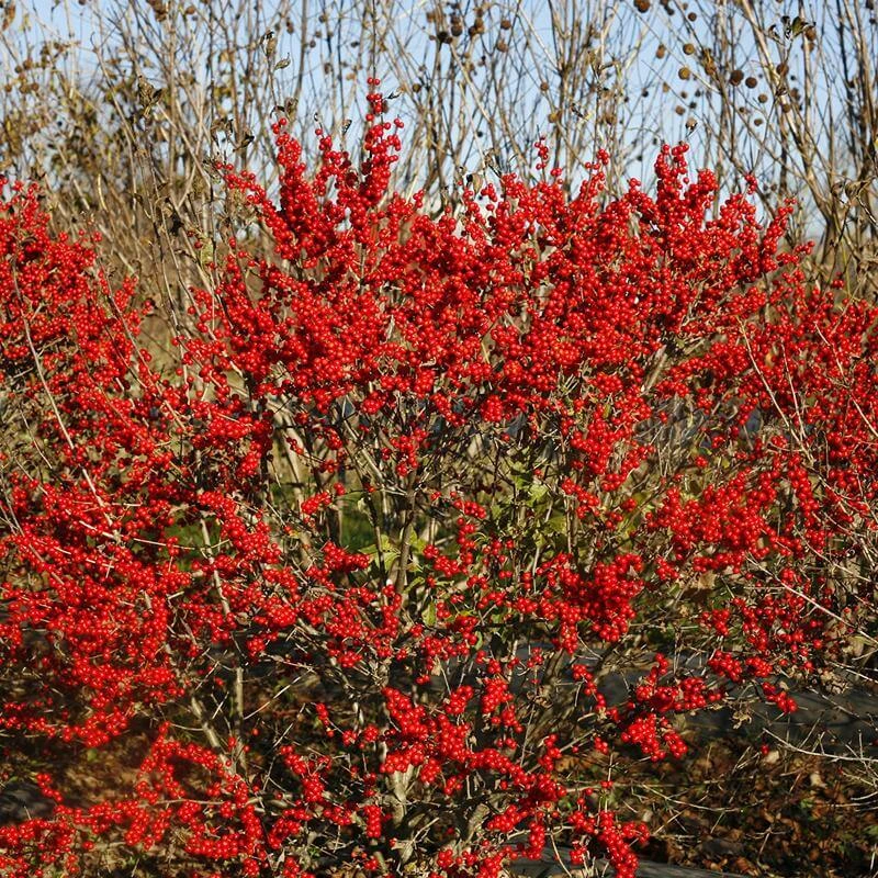 Berry Poppins® Winterberry Holly Berry Poppins® Winterberry Holly -Great Garden Plants Shop Ilex verticillata Berry Poppins 6 P 4d74fbf5 874a 4d13 a2c0 0081f811afff sw