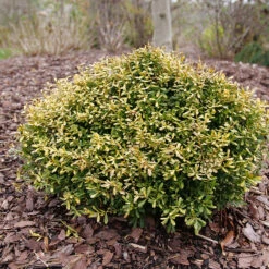 Glow Pop™ Japanese Holly -Great Garden Plants Shop Ilex crenata Glow Pop P1202479