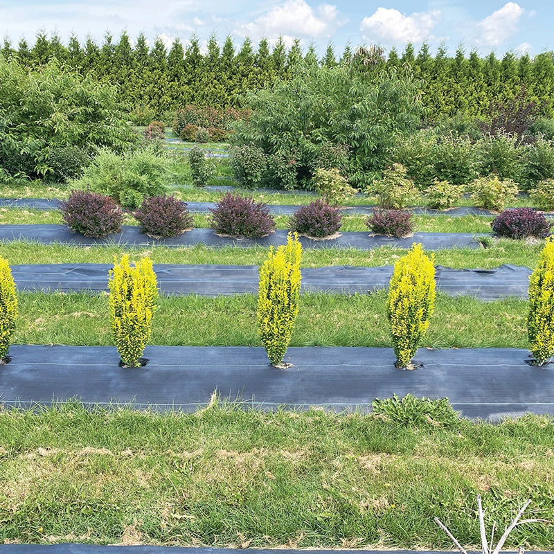 Glow Stick™ Japanese Holly Glow Stick™ Japanese Holly -Great Garden Plants Shop Ilex crenata Glow Stick IMG 1552 4032x3024 3c3502c