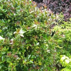 Castle Rouge™ Blue Holly 2 Castle Rouge™ Blue Holly -Great Garden Plants Shop Ilex x meserveae Castle Rouge 54