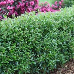 Gem Box® Inkberry Holly -Great Garden Plants Shop IlexglabraGemBoxIMG 1642 800x800 5de1921