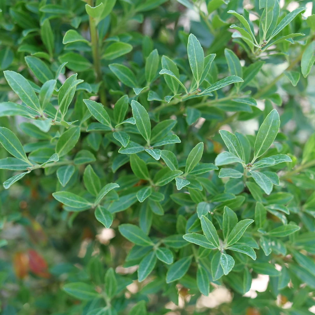 Squeeze Box™ Inkberry Holly Squeeze Box™ Inkberry Holly -Great Garden Plants Shop IlexglabraSqueezeBoxP1196584 1080x1080 e1ff43b