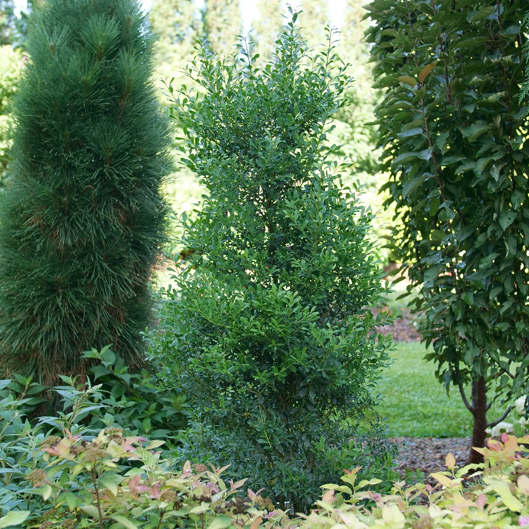 Squeeze Box™ Inkberry Holly Squeeze Box™ Inkberry Holly -Great Garden Plants Shop IlexglabraSqueezeBoxP1206739 1080x1080 59ced01