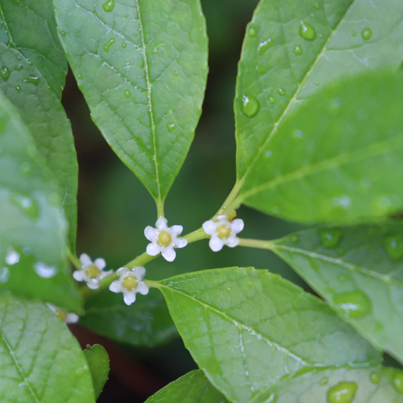 Berry Poppins® Winterberry Holly Berry Poppins® Winterberry Holly -Great Garden Plants Shop IlexverticillataBerryPoppinsIMG 2001 800x800 e48651a