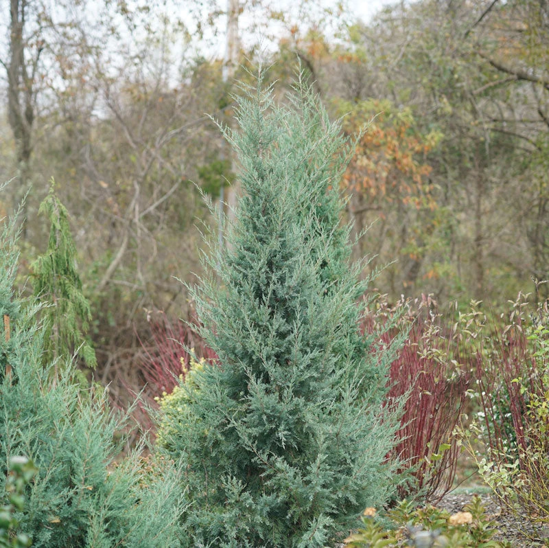 Aquavita™ Juniper Aquavita™ Juniper -Great Garden Plants Shop Juniperus Aquavita 1