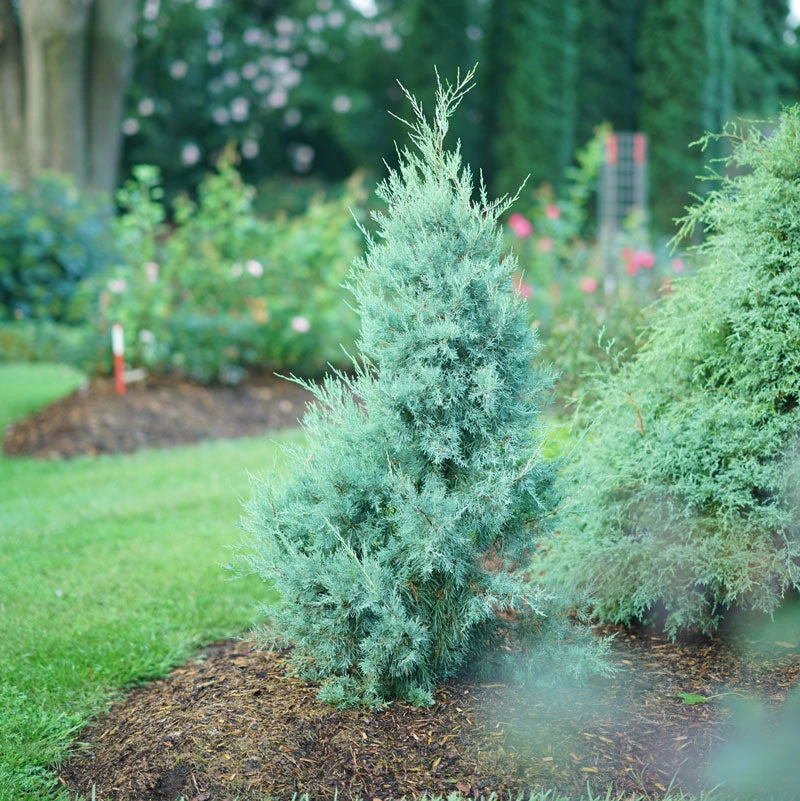 Aquavita™ Juniper Aquavita™ Juniper -Great Garden Plants Shop Juniperus Aquavita 2