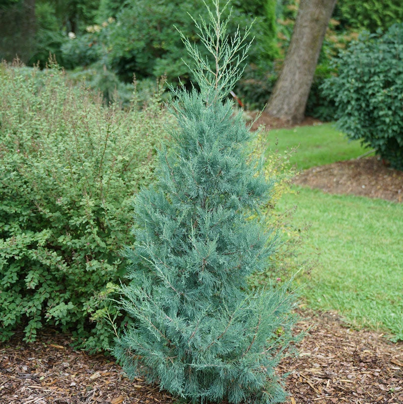 Aquavita™ Juniper Aquavita™ Juniper -Great Garden Plants Shop Juniperus Aquavita 3