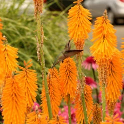 'Mango Popsicle' Red Hot Poker -Great Garden Plants Shop Kniphofia Mango Popsicle 6