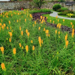 'Mango Popsicle' Red Hot Poker -Great Garden Plants Shop Kniphofia Mango Popsicle 7 1