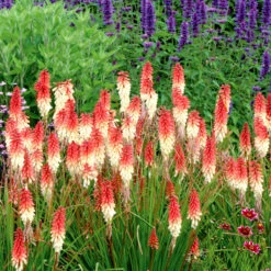 'Orange Vanilla Popsicle' Red Hot Poker -Great Garden Plants Shop Kniphofia Orange Vanilla Popsicle 4