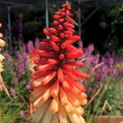 'Orange Vanilla Popsicle' Red Hot Poker -Great Garden Plants Shop Kniphofia Orange Vanilla Popsicle 6