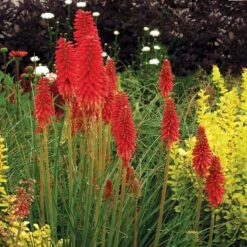 'Redhot Popsicle' Red Hot Poker