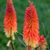 Pyromania™ 'Backdraft' Red Hot Poker