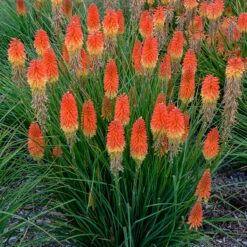 Pyromania™ 'Backdraft' Red Hot Poker -Great Garden Plants Shop Kniphofia Backdraft 3 P