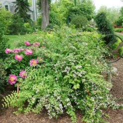 Jolene Jolene™ Beautybush -Great Garden Plants Shop KolkwitziaJoleneJoleneDSC09745 800x800 eabc40a