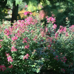 Infinitini® Magenta Crapemyrtle -Great Garden Plants Shop Lagerstroemia Infinitini Magenta 3 P