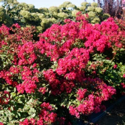 Infinitini Watermelon® Crapemyrtle -Great Garden Plants Shop Lagerstroemia Infinitini Watermelon 3 P
