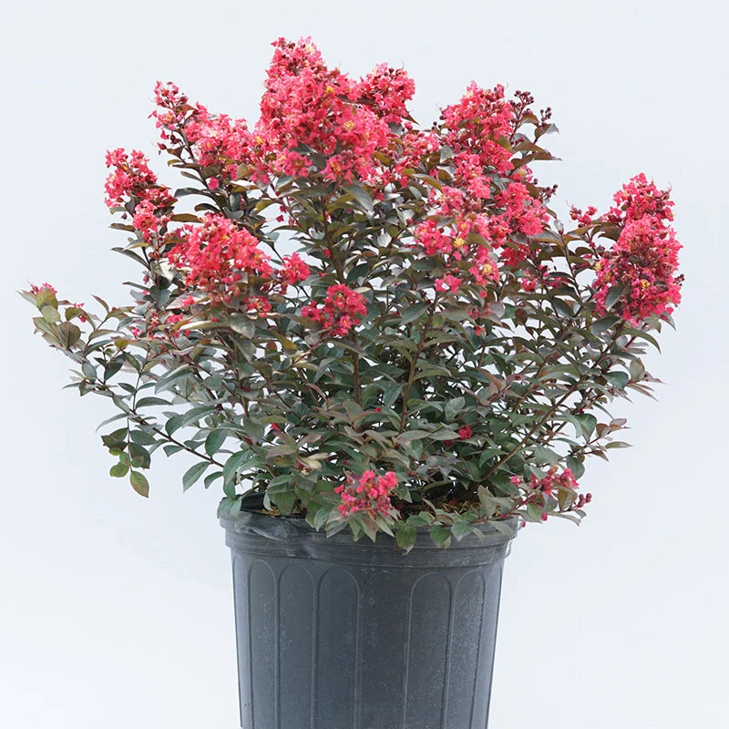 Rikki Tikki® Rouge Crapemyrtle Rikki Tikki® Rouge Crapemyrtle -Great Garden Plants Shop Lagerstromea Rikki Tikki Rouge 2 P