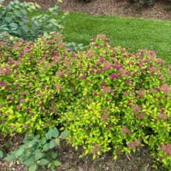 Double Play® Dolly™ Spirea -Great Garden Plants Shop Landscapeviewoftheroundedcarefreehabitof yyt