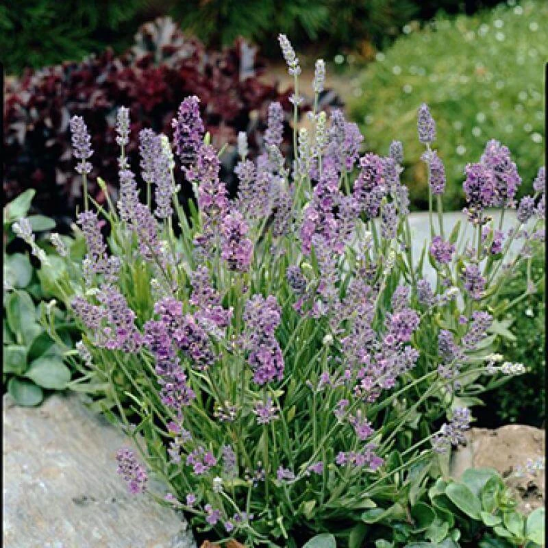 'Ellagance Sky' Lavender 'Ellagance Sky' Lavender -Great Garden Plants Shop Lavandula ellagance sky 1 l sw