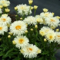 'Coconut' Double Shasta Daisy -Great Garden Plants Shop Leucanthemum Coconut 2
