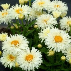 'Coconut' Double Shasta Daisy -Great Garden Plants Shop Leucanthemum Coconut 3