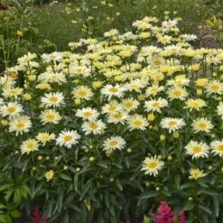 Amazing Daisies® 'Banana Cream' Shasta -Great Garden Plants Shop Leucanthemum Banana Cream 2 P 70ca4ab5 25ef 449f 9d4d 1238edb1ed89 sw