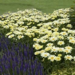 Amazing Daisies® 'Banana Cream' Shasta -Great Garden Plants Shop Leucanthemum Banana Cream 3 P 2b9bf5b7 58a6 4268 b2df 820fd2810532 sw