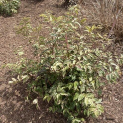 Paisley Pup™ Doghobble -Great Garden Plants Shop Leucothoe Paisley Pup IMG 9190