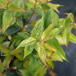 Paisley Pup™ Doghobble -Great Garden Plants Shop Leucothoe Paisley Pup P1214645