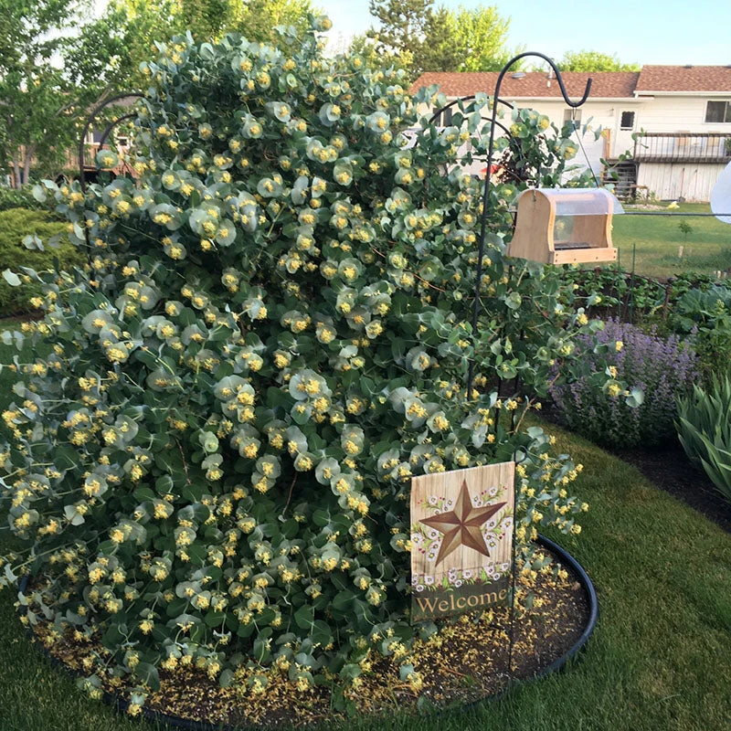 Kintzley's Ghost® Honeysuckle Kintzley's Ghost® Honeysuckle -Great Garden Plants Shop Lonicera Kintzleys Ghost IMG 0102