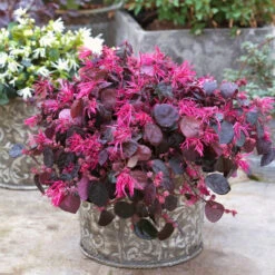 Jazz Hands Bold® Chinese Fringe-Flower -Great Garden Plants Shop Loropetalum Jazz Hands Bold 3