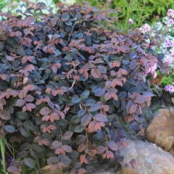 Jazz Hands® Pink Chinese Fringe-Flower -Great Garden Plants Shop Loropetalum Jazz Hands Dwarf Pink 3