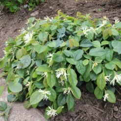 Jazz Hands® White Chinese Fringe-Flower -Great Garden Plants Shop Loropetalum Jazz Hands Dwarf White 3