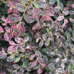 Jazz Hands Night Moves® Chinese Fringe-Flower -Great Garden Plants Shop Loropetalum Jazz Hands Night Moves 3