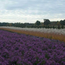 Purple Eulalia -Great Garden Plants Shop MISPU1Q 3 sw