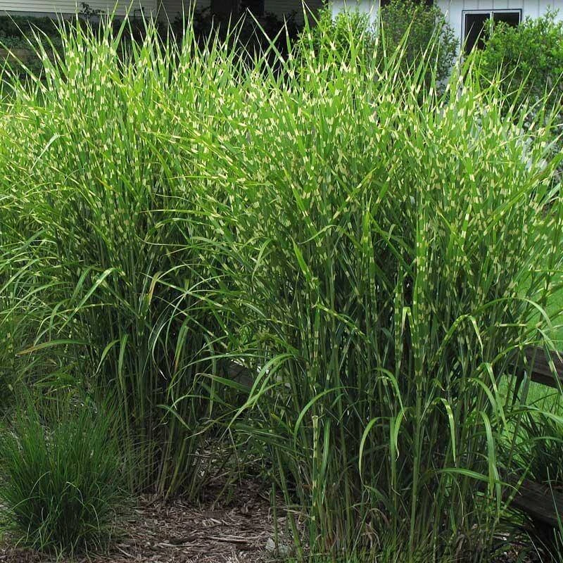 'Strictus' Maiden Grass 'Strictus' Maiden Grass -Great Garden Plants Shop MISST1Q 2 sw