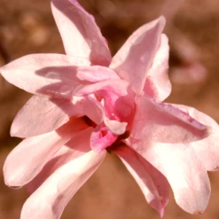 'Leonard Messel' Magnolia -Great Garden Plants Shop Magnolia Leonard Messel 1