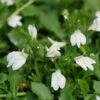 White Mazus