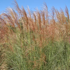 'Scout' Maiden Grass